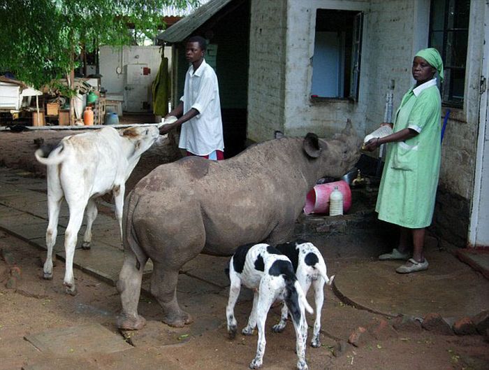 Baby rhino pet, Zimbabwe