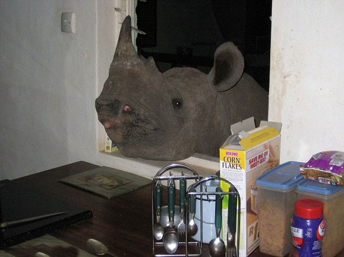 Baby rhino pet, Zimbabwe