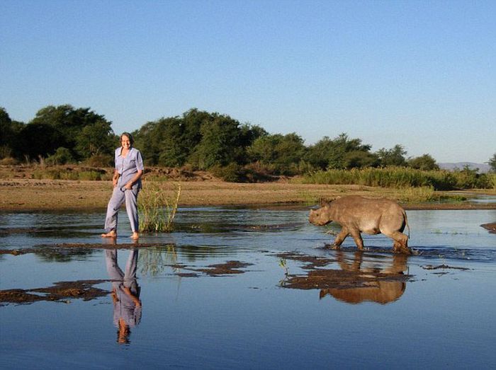 Baby rhino pet, Zimbabwe