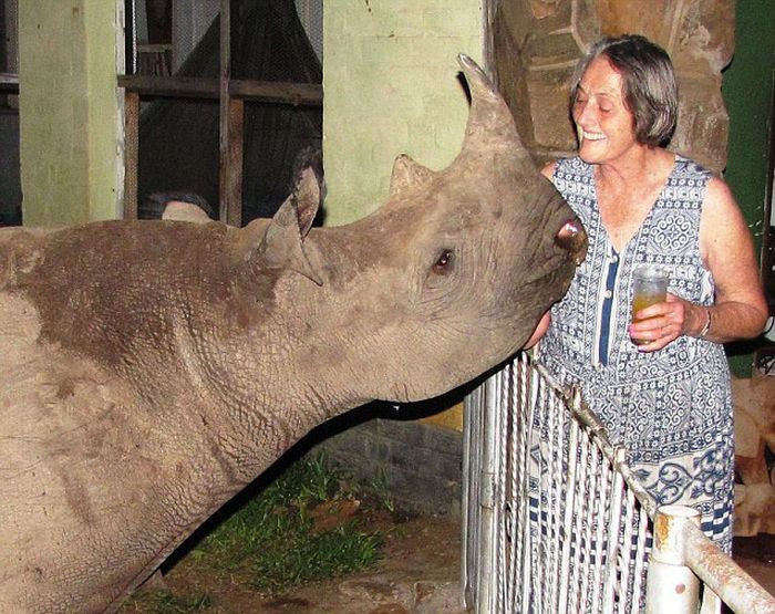 Baby rhino pet, Zimbabwe