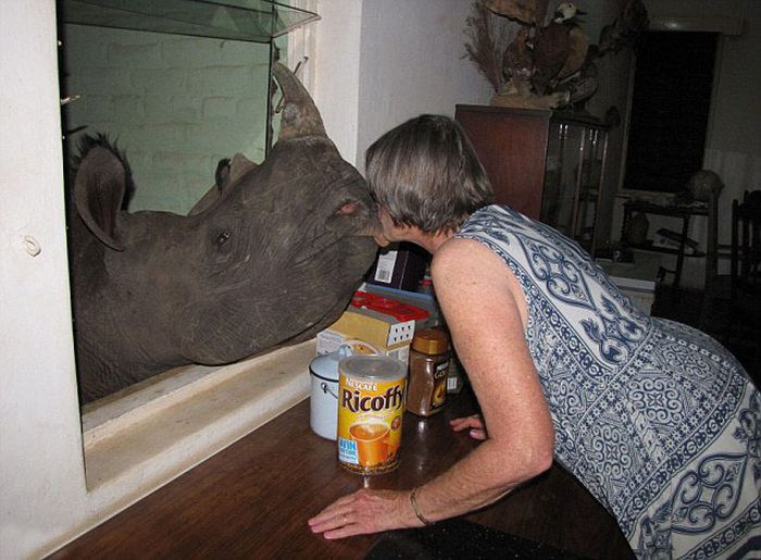 Baby rhino pet, Zimbabwe