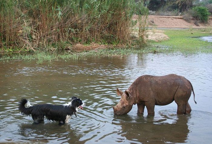 Baby rhino pet, Zimbabwe