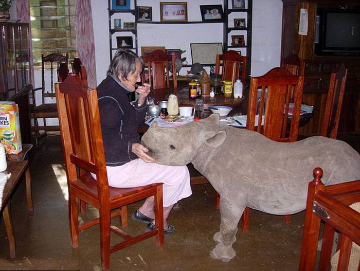 Baby rhino pet, Zimbabwe