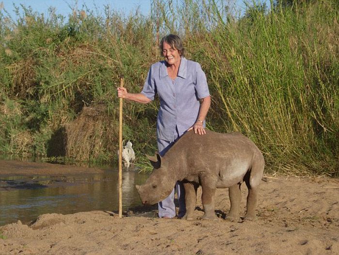 Baby rhino pet, Zimbabwe