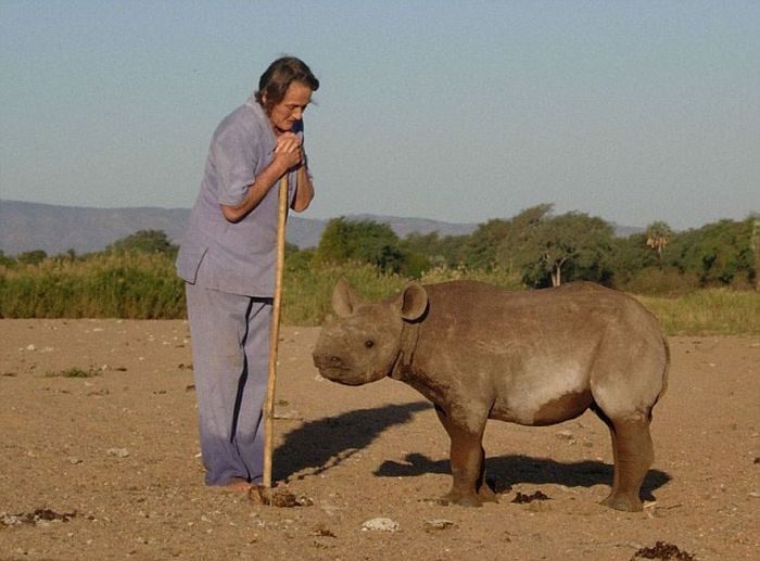 Baby rhino pet, Zimbabwe