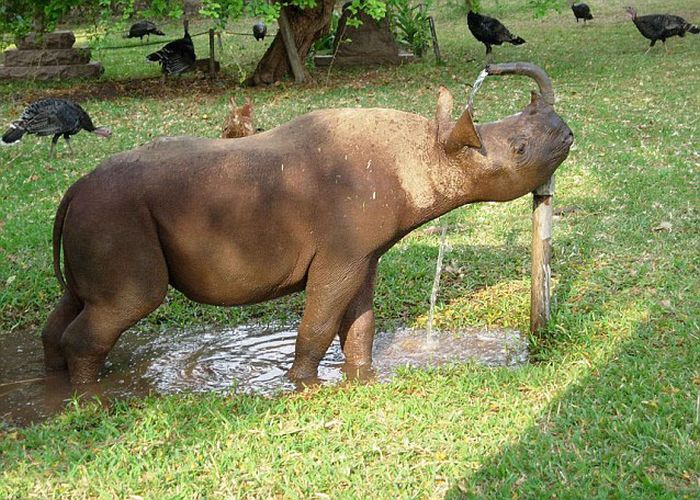 Baby rhino pet, Zimbabwe