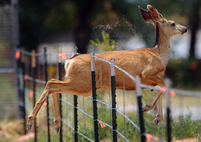animal photography