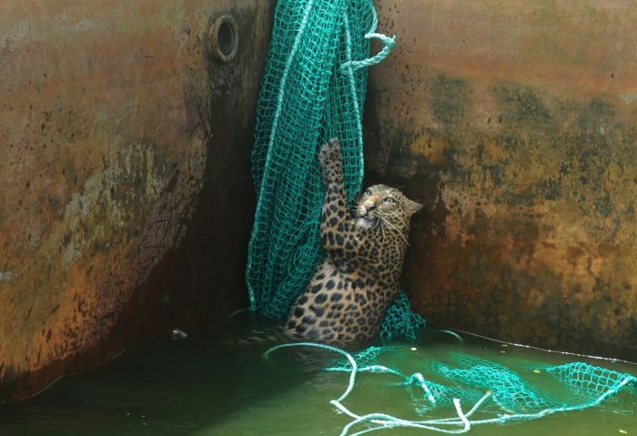 animal photography