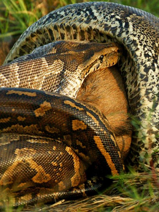 african rock python kills and swallows a large prey