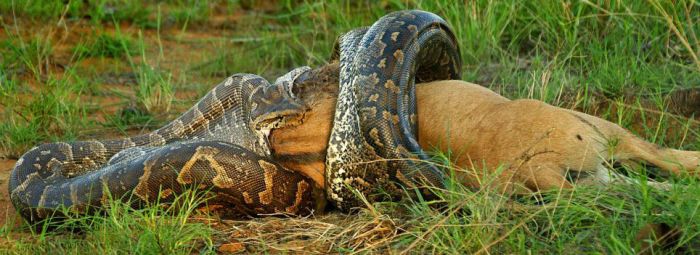 african rock python kills and swallows a large prey