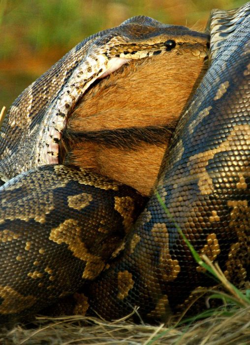 african rock python kills and swallows a large prey