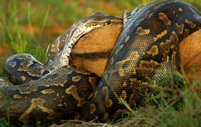 african rock python kills and swallows a large prey