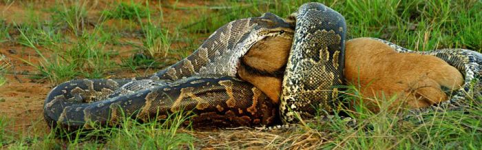 african rock python kills and swallows a large prey