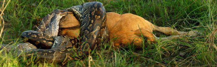 african rock python kills and swallows a large prey
