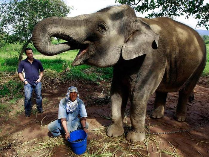 Elephant's gut coffee, Golden Triangle, Thailand