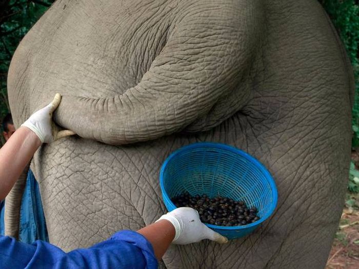 Elephant's gut coffee, Golden Triangle, Thailand