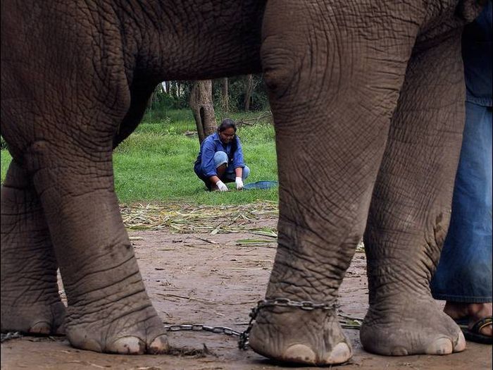 Elephant's gut coffee, Golden Triangle, Thailand