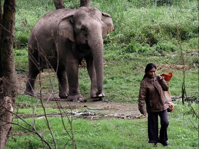 Elephant's gut coffee, Golden Triangle, Thailand