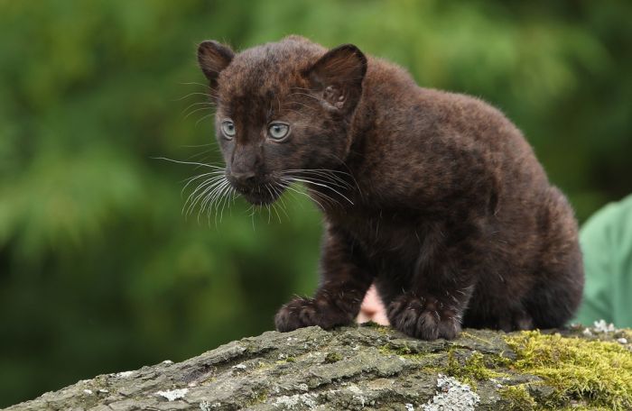 cute baby pet animal