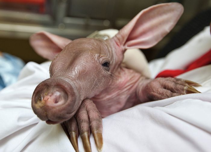 cute baby pet animal