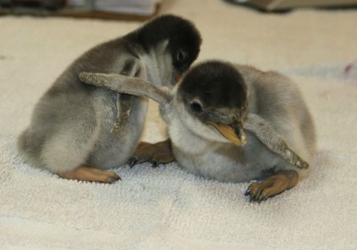 cute baby pet animal