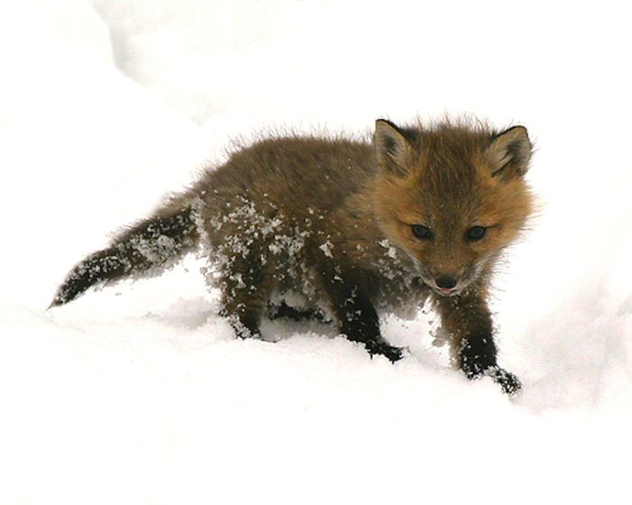 cute baby pet animal