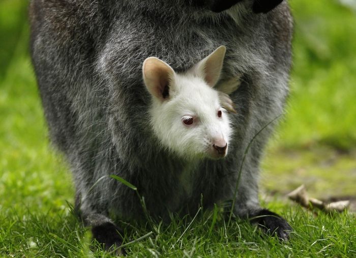 cute baby pet animal