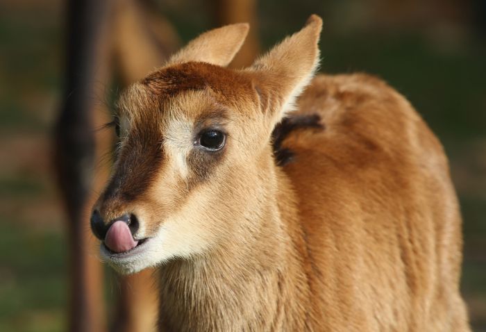 cute baby pet animal