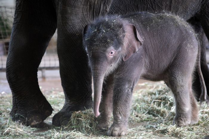 cute baby pet animal