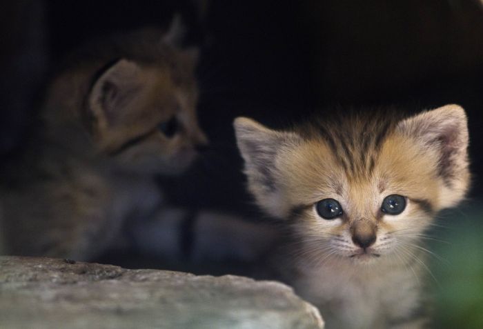 cute baby pet animal