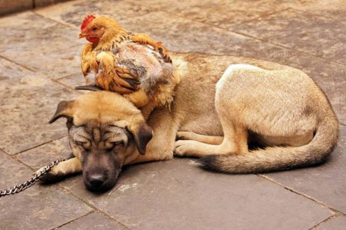 chicken and dog live together