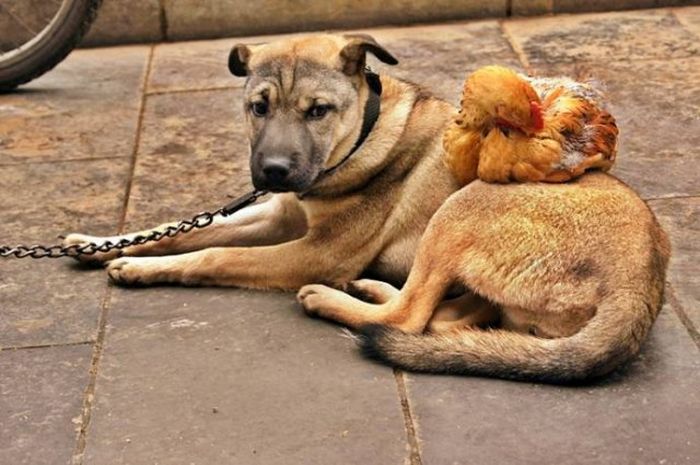 chicken and dog live together