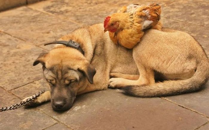 chicken and dog live together