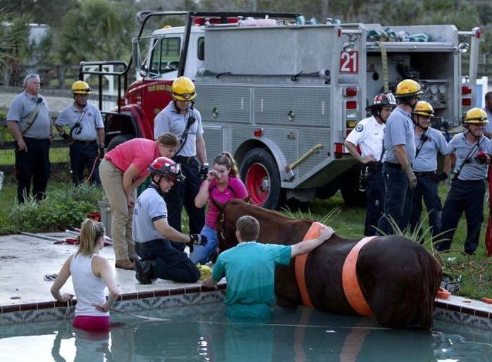 Horse rescued from swimming pool, Florida, United States