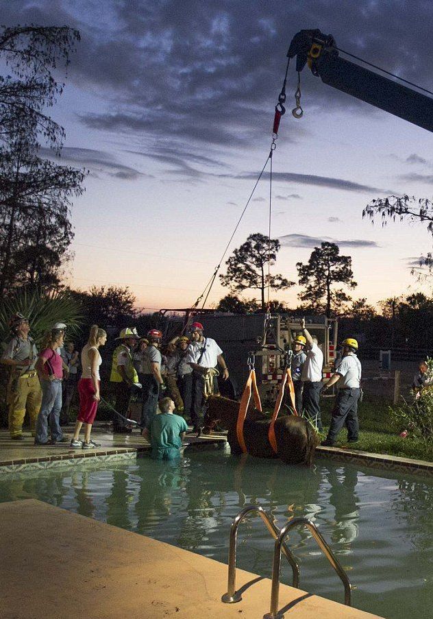 Horse rescued from swimming pool, Florida, United States