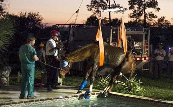 Horse rescued from swimming pool, Florida, United States