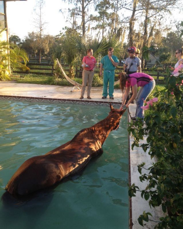 Horse rescued from swimming pool, Florida, United States