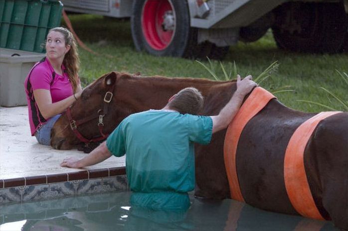 Horse rescued from swimming pool, Florida, United States