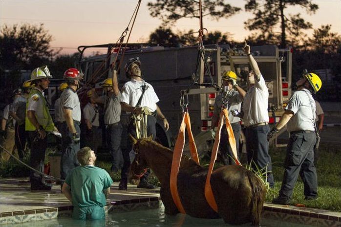 Horse rescued from swimming pool, Florida, United States