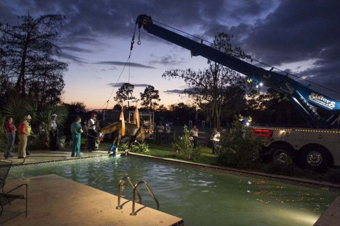 Horse rescued from swimming pool, Florida, United States