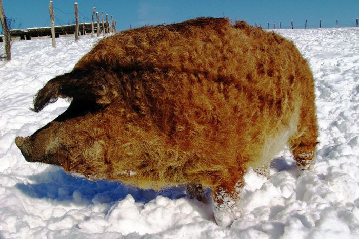 mangalitza curly hair pig