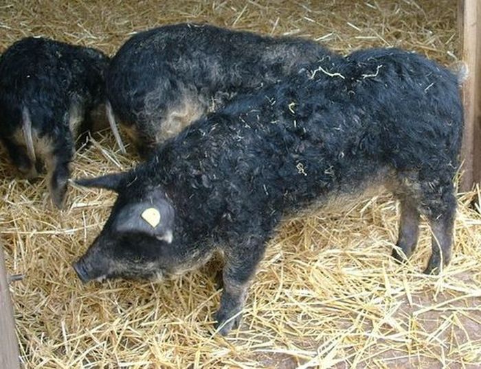 mangalitza curly hair pig