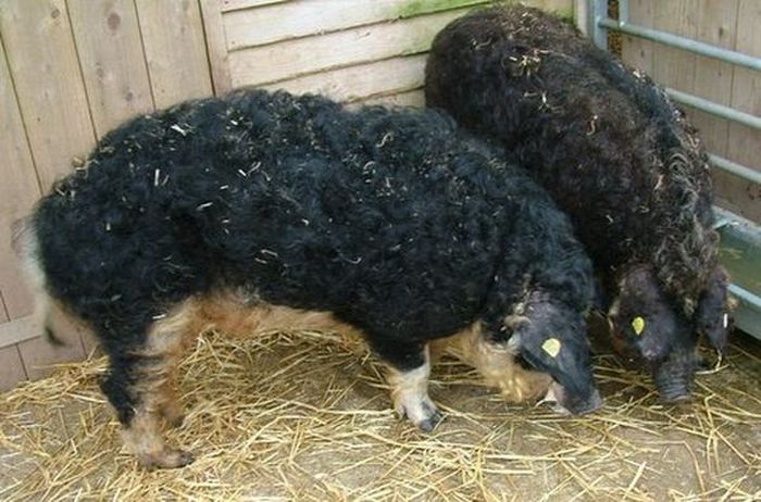 mangalitza curly hair pig