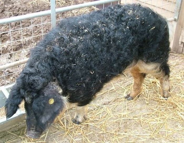 mangalitza curly hair pig