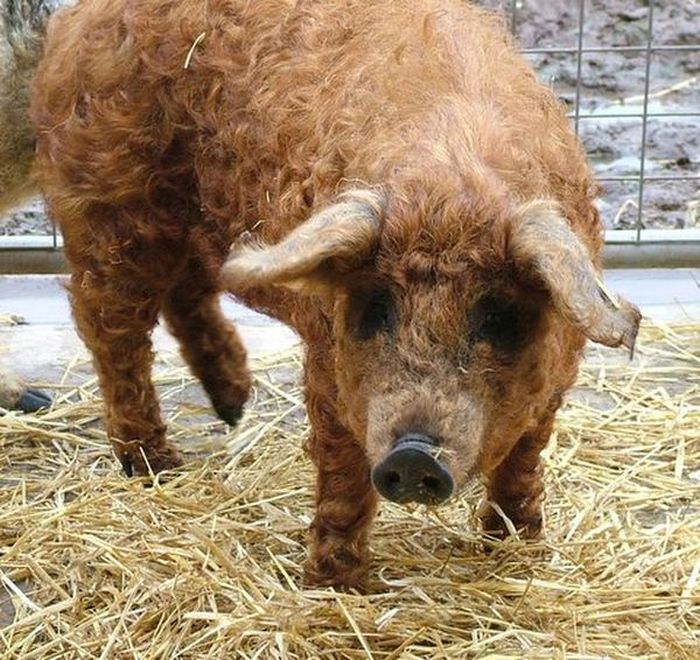 mangalitza curly hair pig