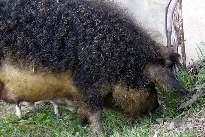 mangalitza curly hair pig