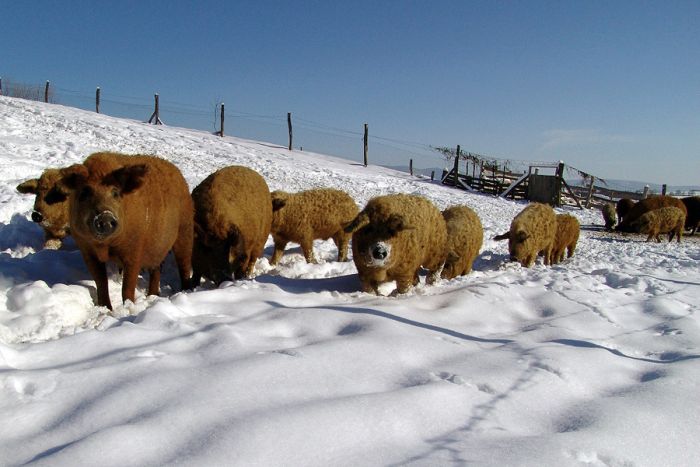 mangalitza curly hair pig