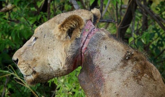Lion survived poacher snare, Mikumi National Park, Tanzania
