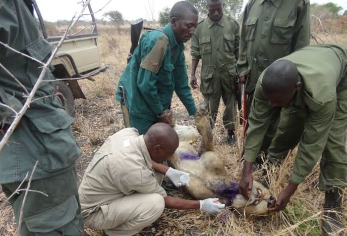 Lion survived poacher snare, Mikumi National Park, Tanzania