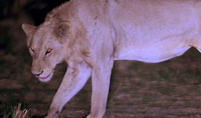 Lion survived poacher snare, Mikumi National Park, Tanzania